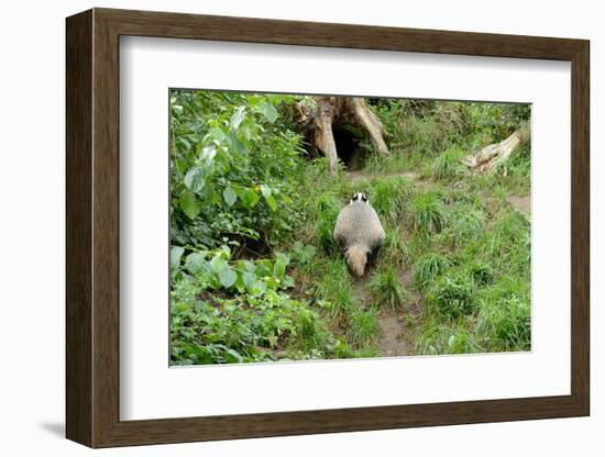 Badger-Reiner Bernhardt-Framed Photographic Print