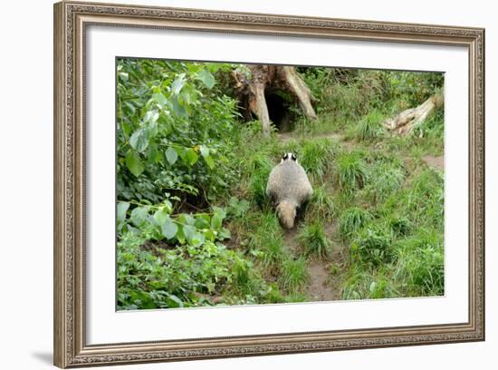 Badger-Reiner Bernhardt-Framed Photographic Print