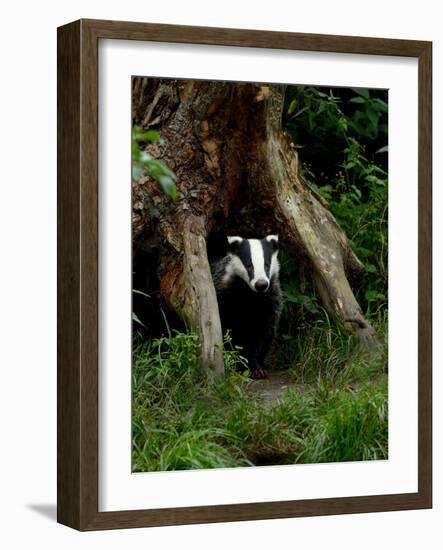 Badger-Reiner Bernhardt-Framed Photographic Print