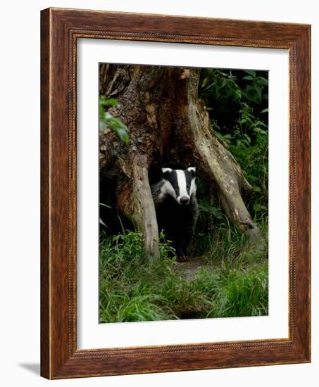 Badger-Reiner Bernhardt-Framed Photographic Print