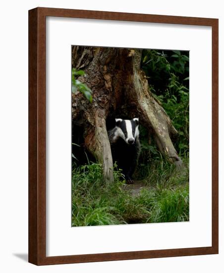 Badger-Reiner Bernhardt-Framed Photographic Print