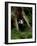 Badger-Reiner Bernhardt-Framed Photographic Print