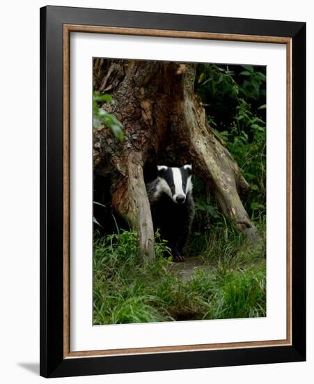 Badger-Reiner Bernhardt-Framed Photographic Print