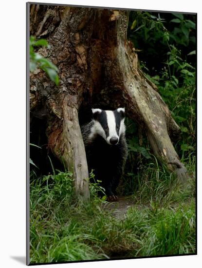 Badger-Reiner Bernhardt-Mounted Photographic Print