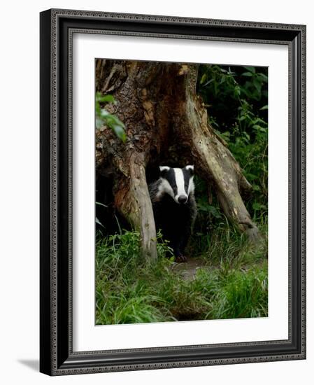 Badger-Reiner Bernhardt-Framed Photographic Print