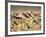 Badlands at Zabriskie Point, Death Valley National Park, California, USA-James Hager-Framed Photographic Print