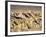 Badlands at Zabriskie Point, Death Valley National Park, California, USA-James Hager-Framed Photographic Print