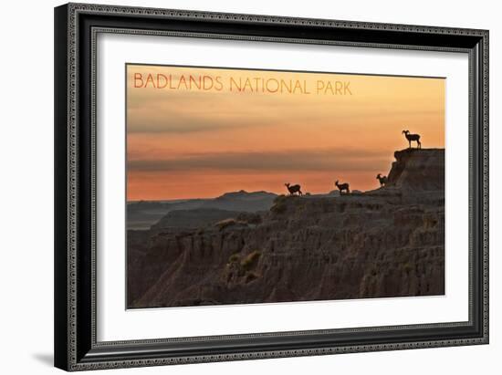 Badlands National Park, South Dakota - Rams on Ridge-Lantern Press-Framed Art Print