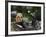 Baguettes on Back on Scooter, Monaco-Ethel Davies-Framed Photographic Print