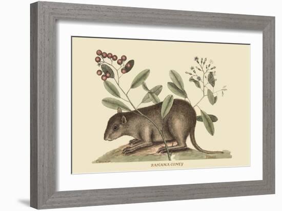 Bahama Coney-Mark Catesby-Framed Art Print