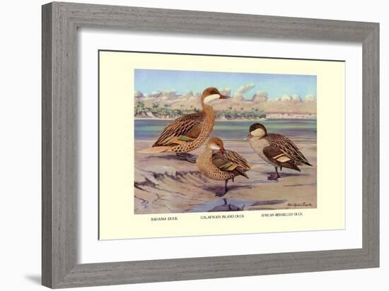 Bahama, Galapagos Island, and African Red-Billed Ducks-Louis Agassiz Fuertes-Framed Art Print