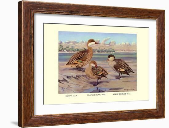 Bahama, Galapagos Island, and African Red-Billed Ducks-Louis Agassiz Fuertes-Framed Art Print