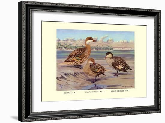 Bahama, Galapagos Island, and African Red-Billed Ducks-Louis Agassiz Fuertes-Framed Art Print