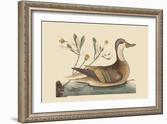Bahama or Hathera Duck-Mark Catesby-Framed Art Print