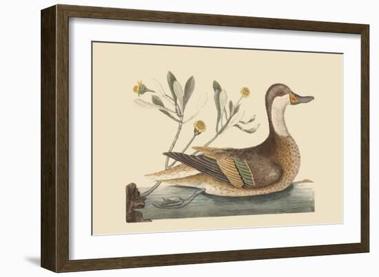 Bahama or Hathera Duck-Mark Catesby-Framed Art Print