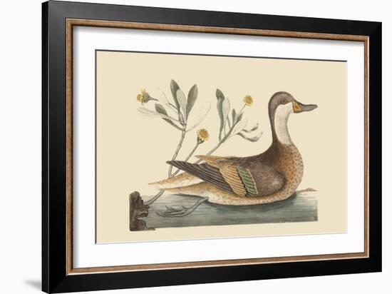 Bahama or Hathera Duck-Mark Catesby-Framed Art Print