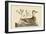 Bahama or Hathera Duck-Mark Catesby-Framed Art Print