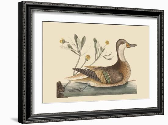 Bahama or Hathera Duck-Mark Catesby-Framed Art Print