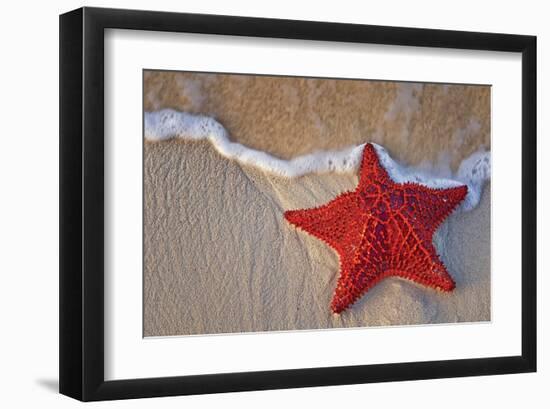 Bahama Starfish on the Beach-null-Framed Art Print