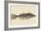 Bahama Unicorn Fish-Mark Catesby-Framed Art Print