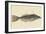 Bahama Unicorn Fish-Mark Catesby-Framed Art Print