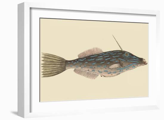 Bahama Unicorn Fish-Mark Catesby-Framed Art Print