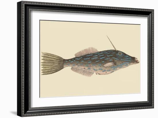 Bahama Unicorn Fish-Mark Catesby-Framed Art Print