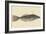 Bahama Unicorn Fish-Mark Catesby-Framed Art Print