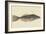 Bahama Unicorn Fish-Mark Catesby-Framed Art Print