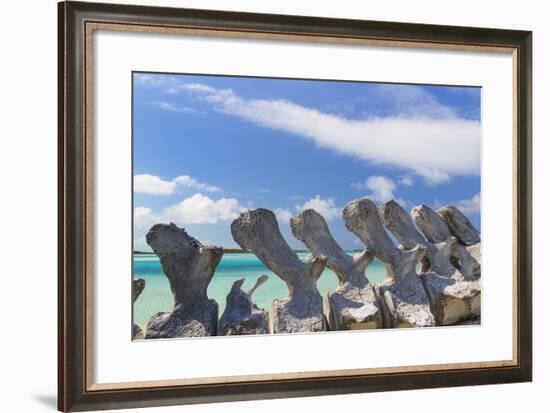 Bahamas, Exuma Island. Sperm Whale Bones on Display-Don Paulson-Framed Photographic Print