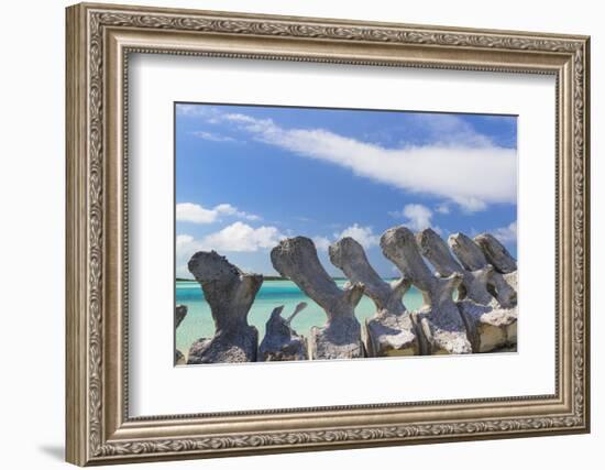 Bahamas, Exuma Island. Sperm Whale Bones on Display-Don Paulson-Framed Photographic Print