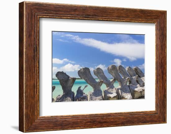 Bahamas, Exuma Island. Sperm Whale Bones on Display-Don Paulson-Framed Photographic Print