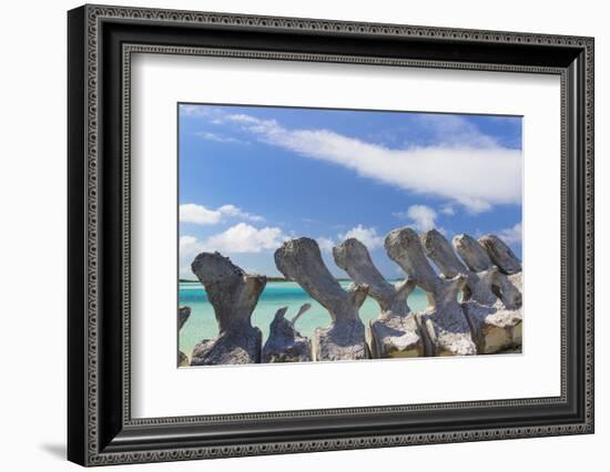 Bahamas, Exuma Island. Sperm Whale Bones on Display-Don Paulson-Framed Photographic Print