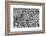 Bahamas, Little Exuma Island. Coral Close-up in Black and White-Don Paulson-Framed Photographic Print