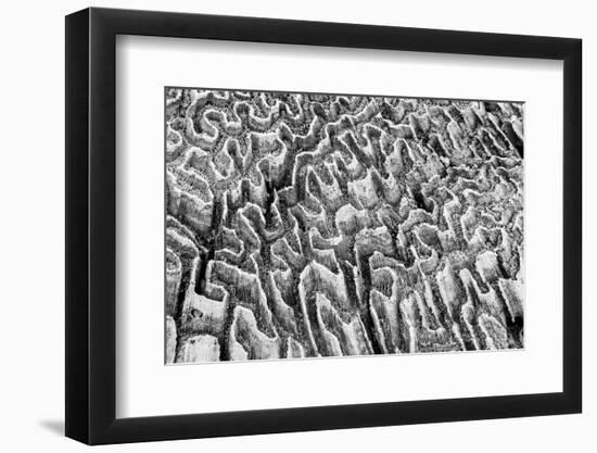 Bahamas, Little Exuma Island. Coral Close-up in Black and White-Don Paulson-Framed Photographic Print