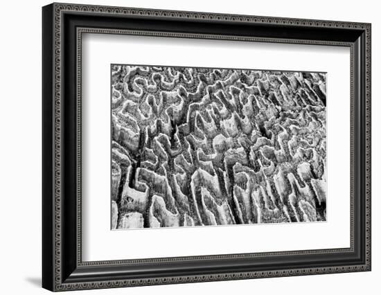 Bahamas, Little Exuma Island. Coral Close-up in Black and White-Don Paulson-Framed Photographic Print