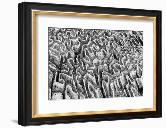 Bahamas, Little Exuma Island. Coral Close-up in Black and White-Don Paulson-Framed Photographic Print