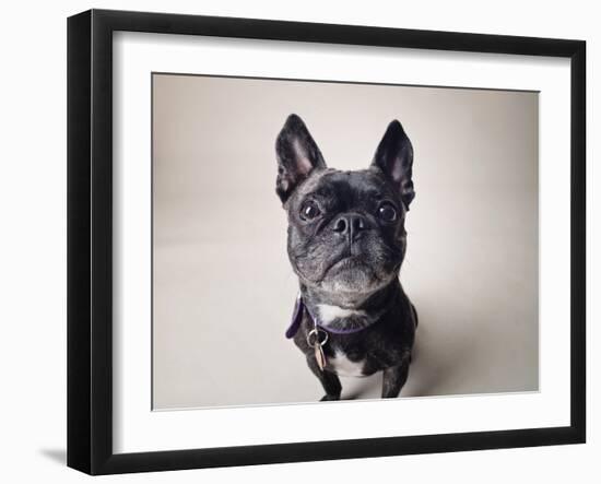 Bailey-Susan Sabo-Framed Photographic Print