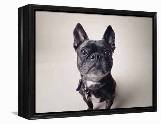 Bailey-Susan Sabo-Framed Premier Image Canvas