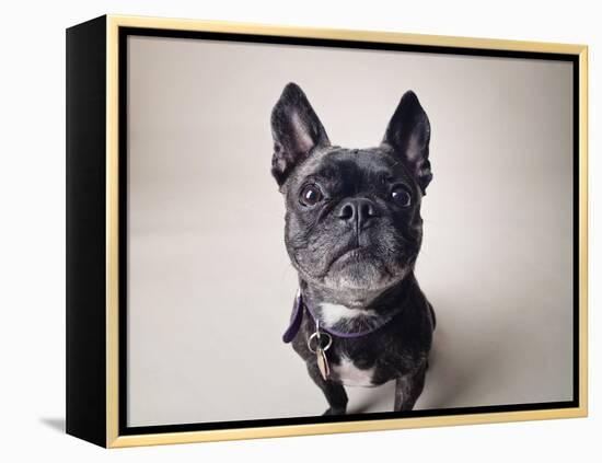 Bailey-Susan Sabo-Framed Premier Image Canvas