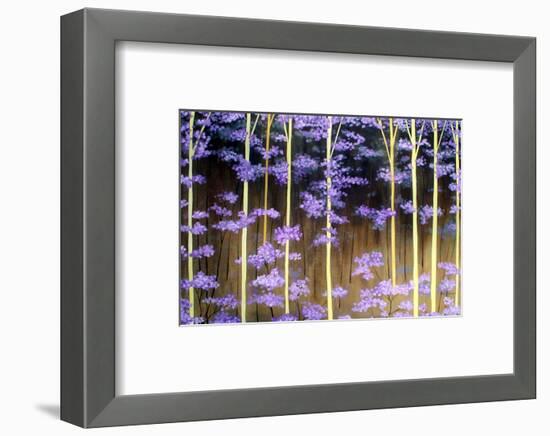 Baileys Forest-Herb Dickinson-Framed Photographic Print