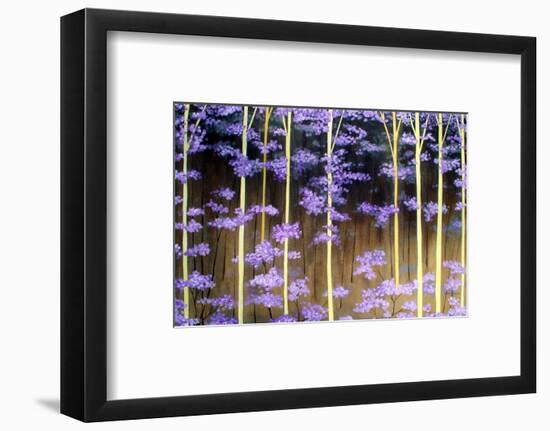 Baileys Forest-Herb Dickinson-Framed Photographic Print