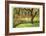 Bainbridge Island Willow-Donald Paulson-Framed Giclee Print