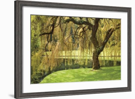 Bainbridge Island Willow-Donald Paulson-Framed Giclee Print