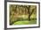 Bainbridge Island Willow-Donald Paulson-Framed Giclee Print