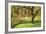 Bainbridge Island Willow-Donald Paulson-Framed Giclee Print