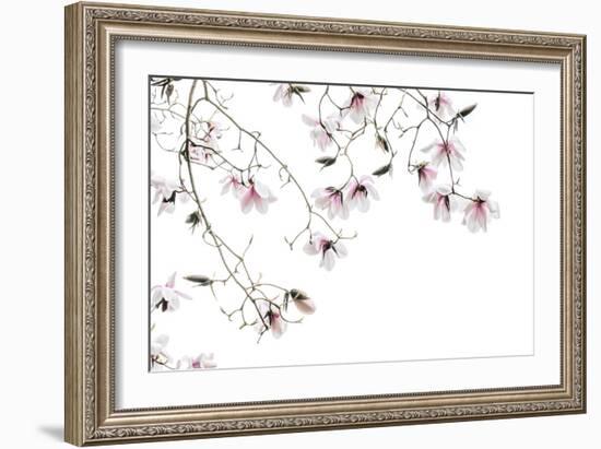 Bainbridge Magnolias I-Kathy Mahan-Framed Photo