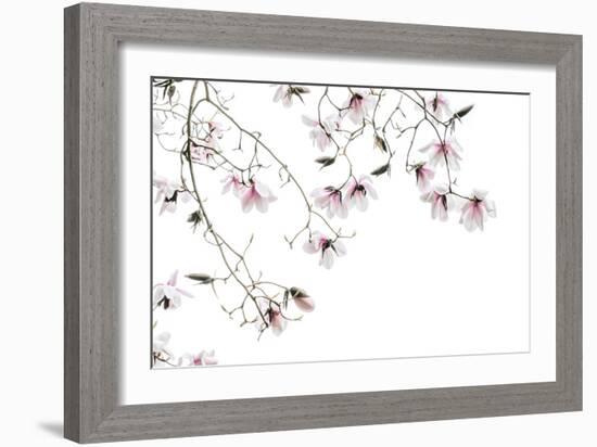 Bainbridge Magnolias I-Kathy Mahan-Framed Photo