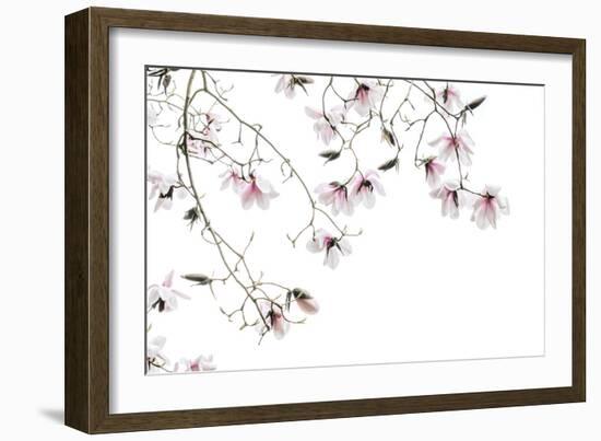 Bainbridge Magnolias I-Kathy Mahan-Framed Photo