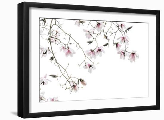 Bainbridge Magnolias I-Kathy Mahan-Framed Photo